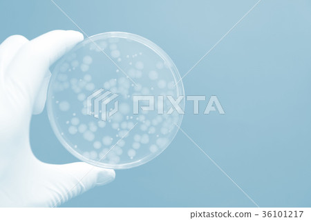 研究圖像微生物學銅綠假單胞菌 36101217