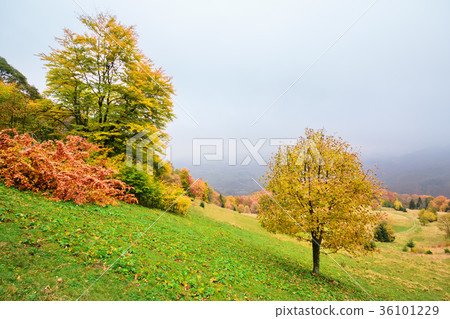 Picturesque autumn scenery in the mountains Picturesque autumn scenery in the mountains 36101229
