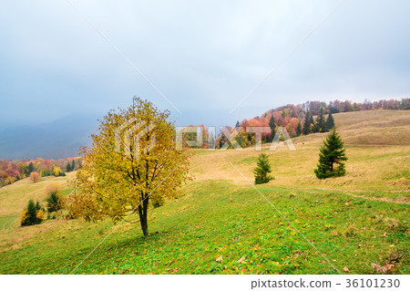 Picturesque autumn scenery in the mountains Picturesque autumn scenery in the mountains 36101230