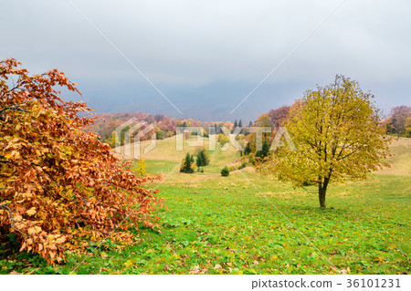 Picturesque autumn scenery in the mountains Picturesque autumn scenery in the mountains 36101231
