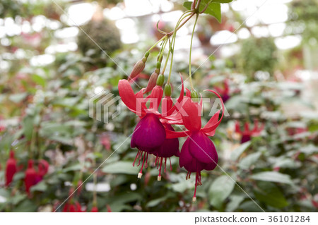 Fascinating fuchsia Fascinating fuchsia 36101284