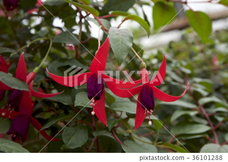 Fascinating fuchsia 36101288
