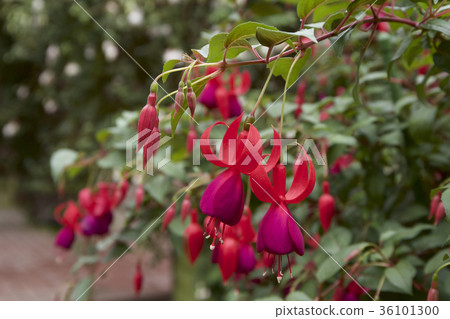 Fascinating fuchsia 36101300