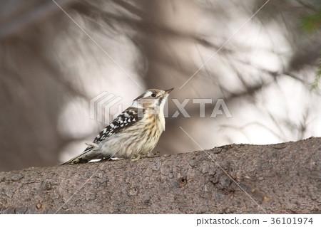 Kogelera女 Kogelera女 36101974