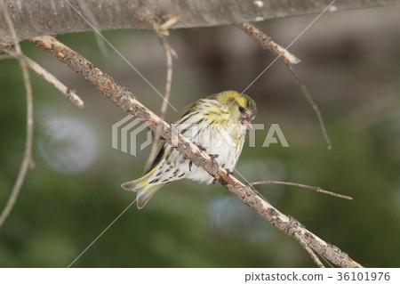 Mahiwa female 36101976