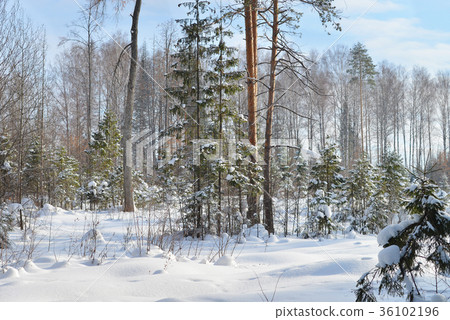 frosty winter landscape, snowy forest at daytime frosty winter landscape, snowy forest at daytime 36102196