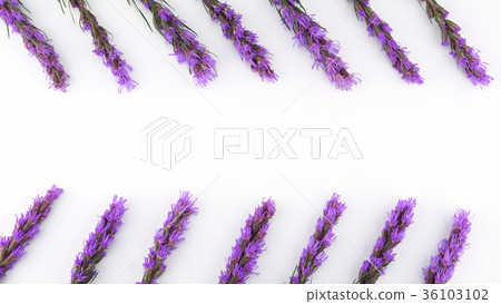 Violet liatris flowers on white background 36103102
