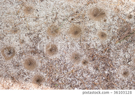 Antlion insect hole dig pit trap ant or insect. 36103128