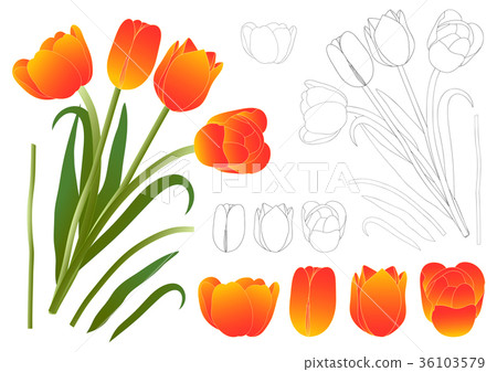 Orange Bouquet Tulip. Vector Illustration. Orange Bouquet Tulip. Vector Illustration. 36103579