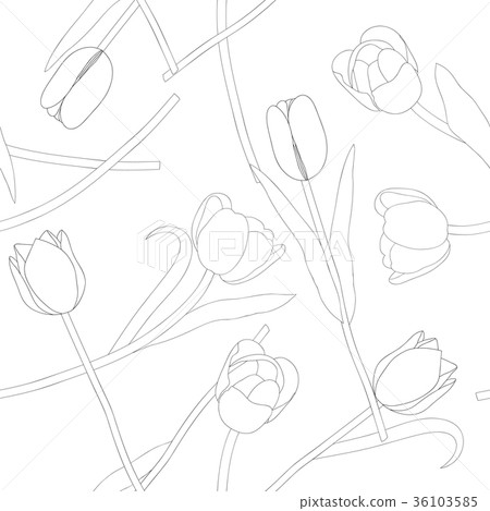 Tulip on White Background Tulip on White Background 36103585