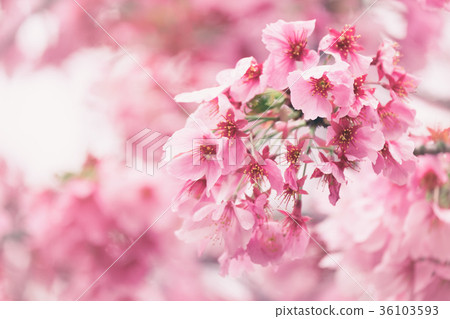 Sakura or cherry blossom flower full bloom in blue Sakura or cherry blossom flower full bloom in blue 36103593