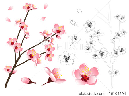 Momo Peach Flower Outline 36103594
