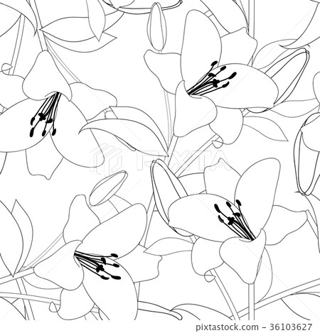 Lily on White Background 36103627