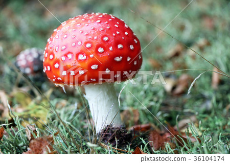 amanita muscaria mushroom close-up amanita muscaria mushroom close-up 36104174