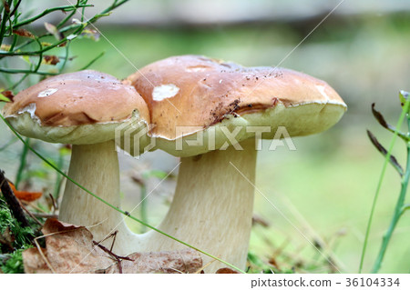 double cep mushroom grow closeup 36104334