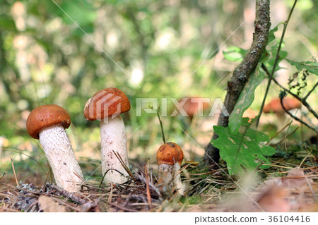 many orange-cap boletus 36104416