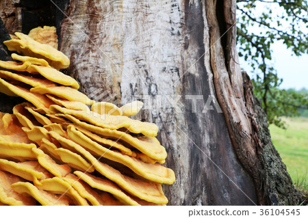 Mushroom parasite on tree 36104545