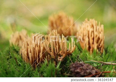 Mushroom Ramaria flava growing 36104547
