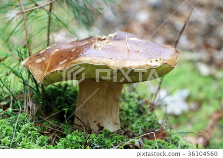 old cep mushroom grow in moss old cep mushroom grow in moss 36104560