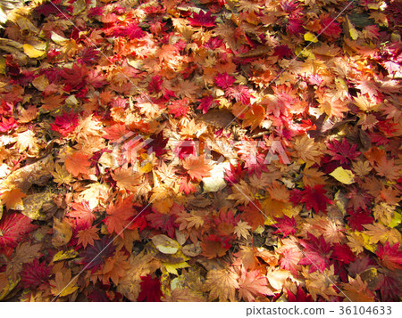 Autumn leaves fallen leaves 36104633