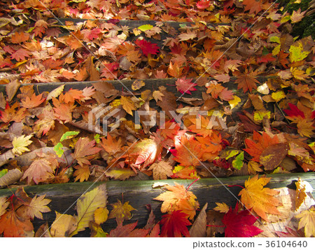 Autumn leaves fallen leaves 36104640