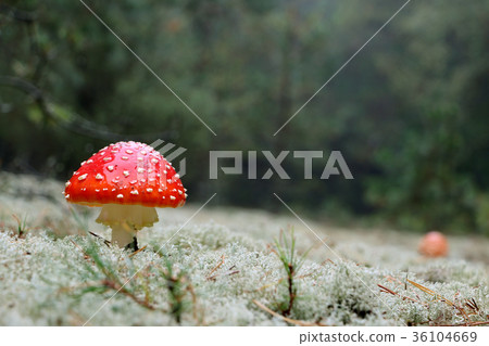 Red Amanitas mushrooms grows in moss 36104669