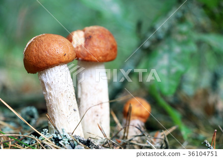three small orange-cap boletus 36104751