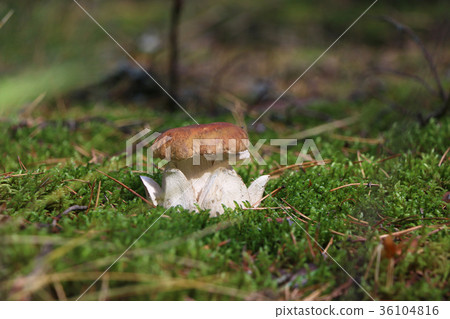 royal cep in wood moss 36104816