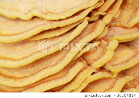 yellow mushroom parasite background 36104817