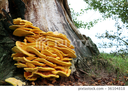 yellow mushroom parasite on tree 36104818