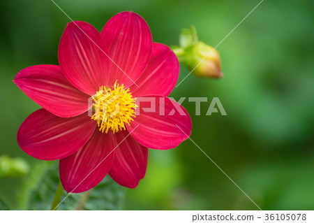 Beautiful dahlia in the garden blurred background Beautiful dahlia in the garden blurred background 36105078