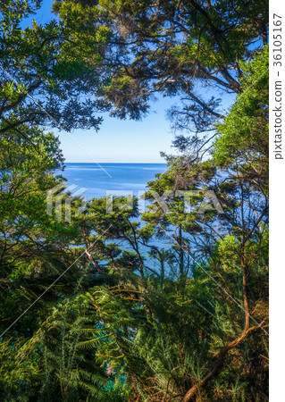Track view in Abel Tasman, New Zealand 36105167
