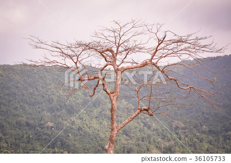 Landscape of forest at sunny day Landscape of forest at sunny day 36105733