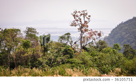 Landscape of forest at sunny day 36105751