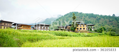 Terraced farmland with paddy field 36105833