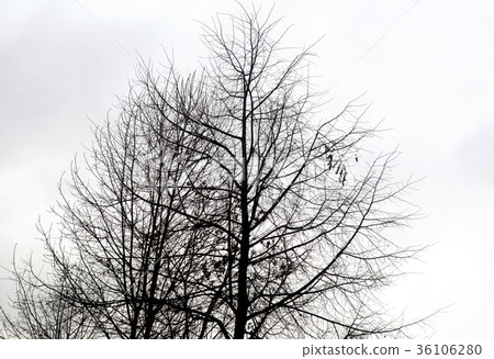 Tree without leaves. Tree without leaves. 36106280