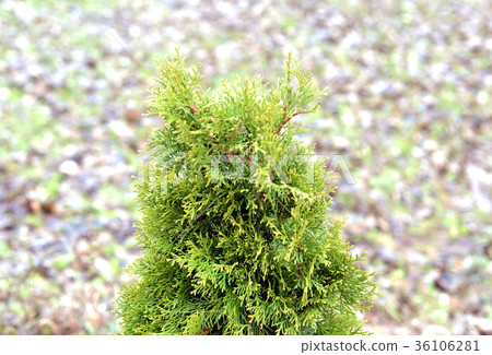 Cypress decorative closeup. Cypress decorative closeup. 36106281