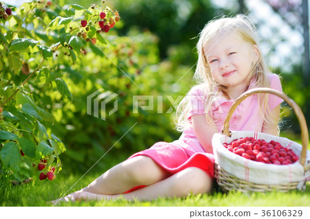 Cute little sisters picking fresh berries on organic raspberry farm on sunny summer day Cute little sisters picking fresh berries on organic raspberry farm on sunny summer day 36106329
