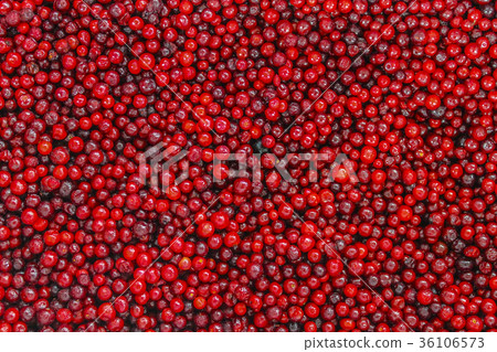 Lingonberry Lingonberry 36106573