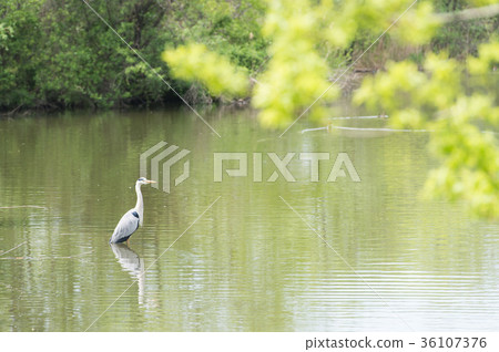 Pond of Mizumoto Park 36107376