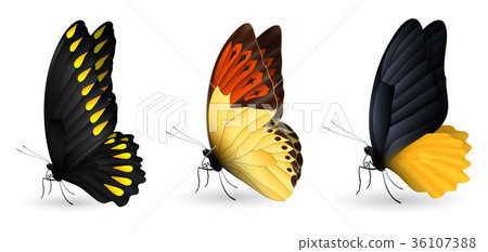 Set of colorful realistic butterflies Set of colorful realistic butterflies 36107388