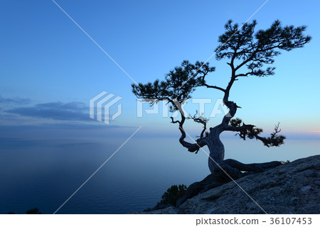 Alone tree on the edge of the cliff 36107453