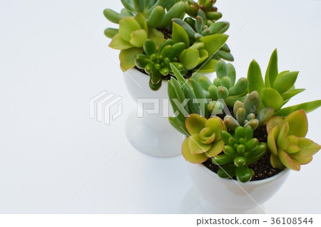 多汁植物 多汁植物 36108544