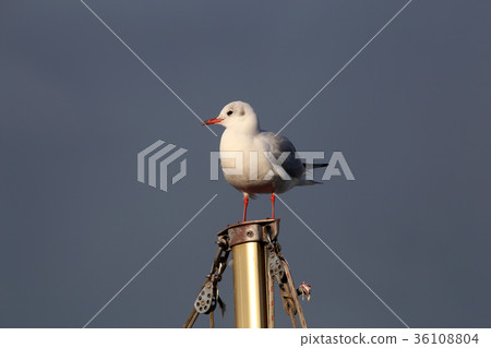 黑頭鷗和天空 黑頭鷗和天空 36108804