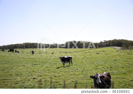 Ranch in Hokkaido Ranch in Hokkaido 36108891