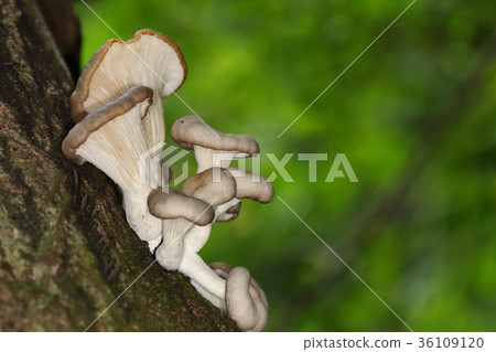 Natural mushroom oyster mushroom, if you think "I've seen it somewhere...", it seems to be a relative of Eringi. Natural mushroom oyster mushroom, if you think "I've seen it somewhere...", it seems to be a relative of Eringi. 36109120