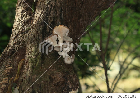 Natural mushrooms, oyster mushrooms, and various mushrooms grow on dead trees, but their presence is exceptional. Natural mushrooms, oyster mushrooms, and various mushrooms grow on dead trees, but their presence is exceptional. 36109195