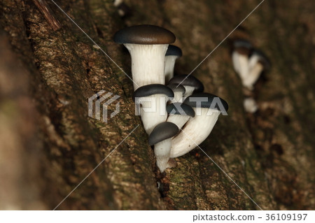 Natural persimmon oyster mushroom Dark-eyed umbrella. It looks like a mushroom Natural persimmon oyster mushroom Dark-eyed umbrella. It looks like a mushroom 36109197
