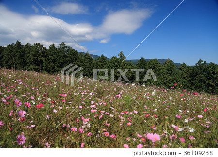 Shirakimine plateau Shirakimine plateau 36109238