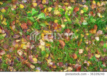 autumn leaves in green grass 36109240